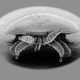Scanning electron microscope photo of Varroa mite, via Stephen Martin / University of Salford